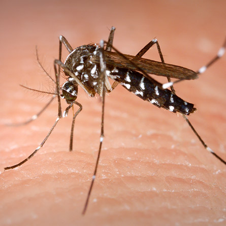 Mosquito Control - Pest Authority Inc.